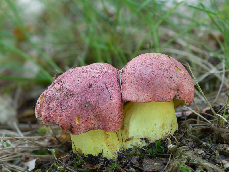 Boletus regius